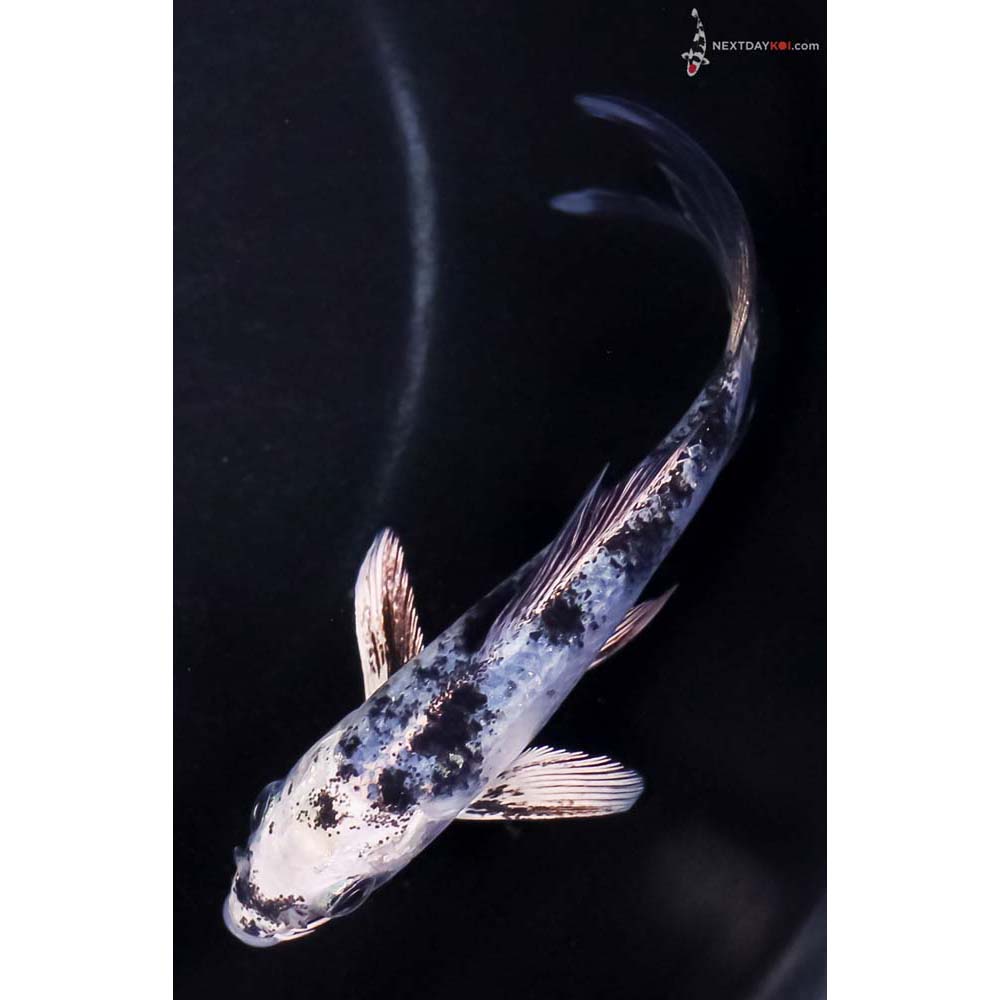 4.5” Imported Gin Shiro Utsuri Butterfly Koi