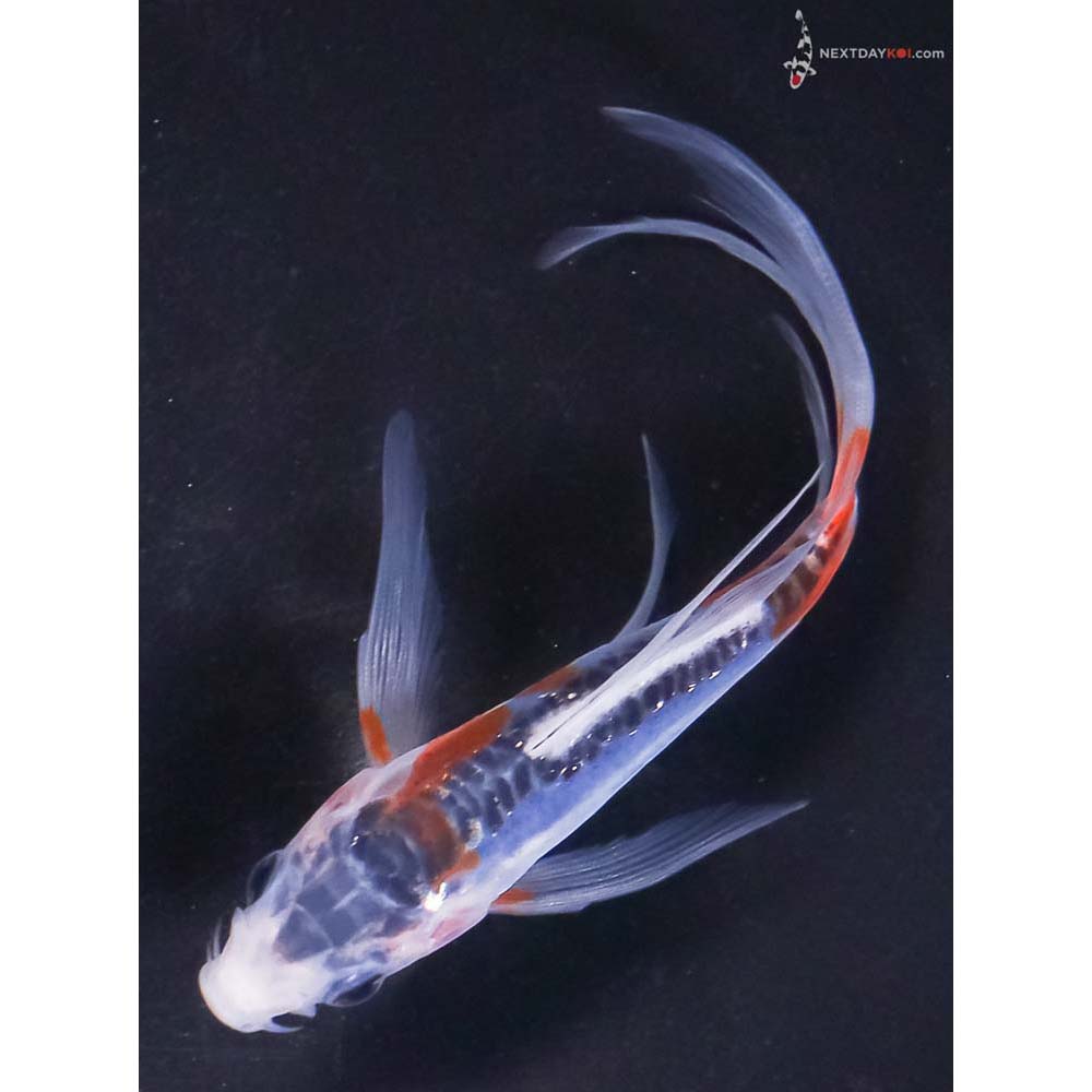 4.5” Imported Shusui Butterfly Koi