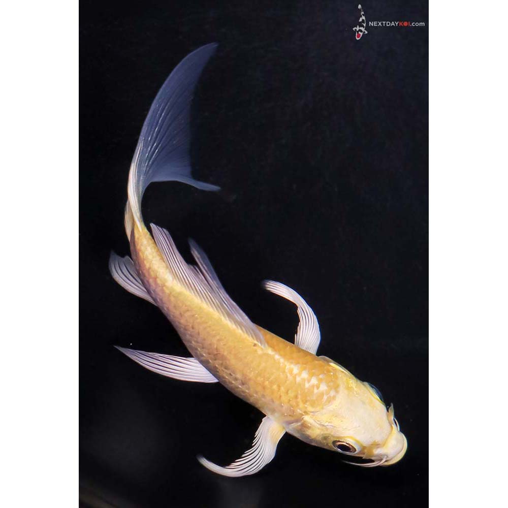 4.5” Imported Yamabuki Ogon Butterfly Koi