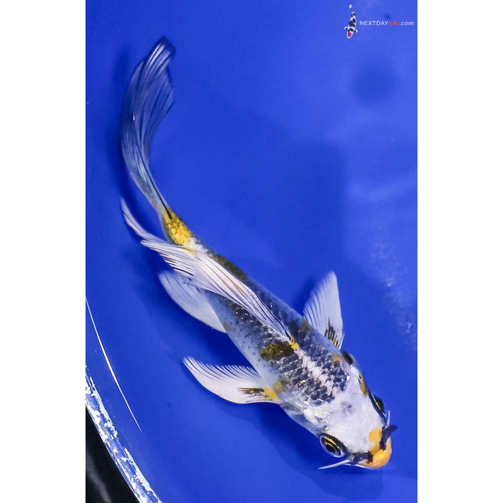 4.5” Imported Kujaku Butterfly Koi