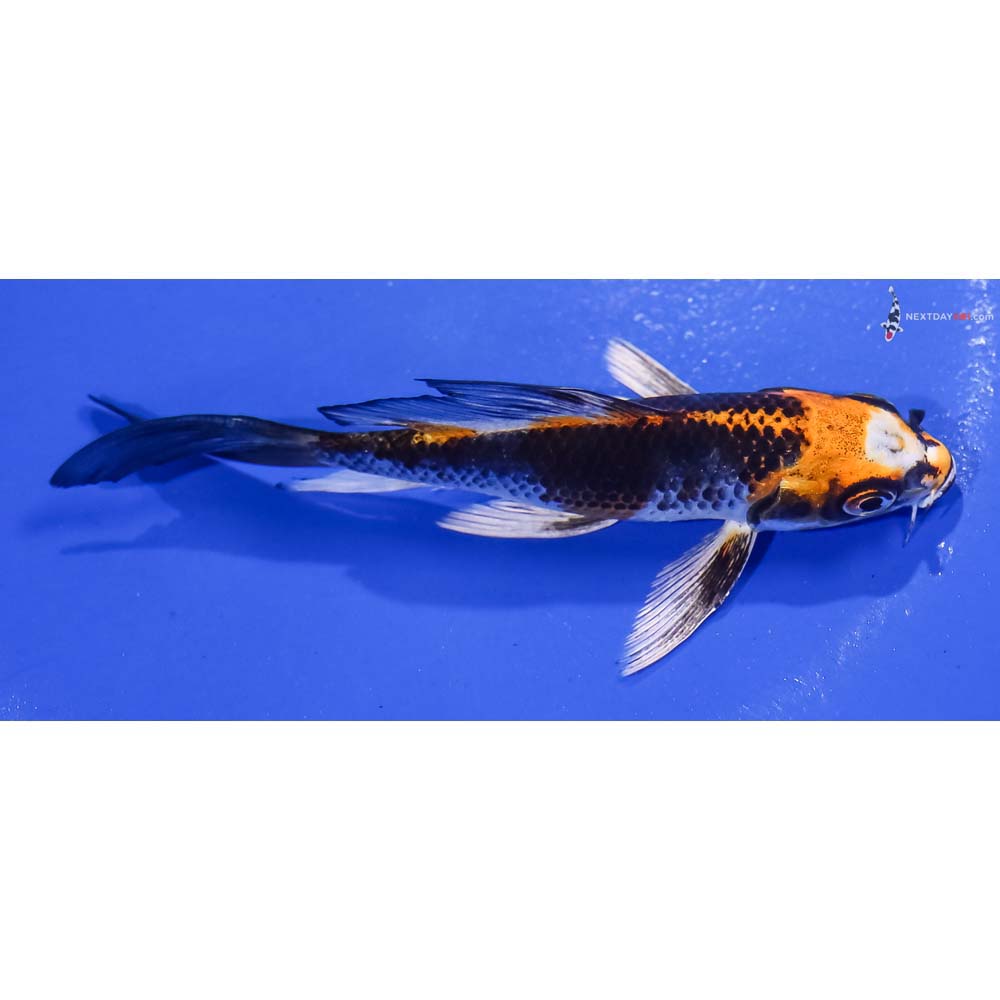 5” Imported Kujaku Butterfly Koi