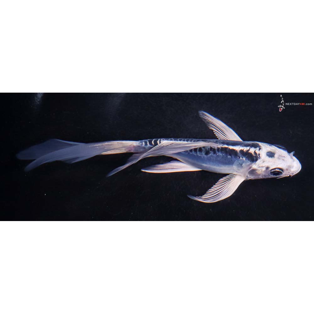 5” Imported Doitsu Blue Gin Matsuba Butterfly Koi