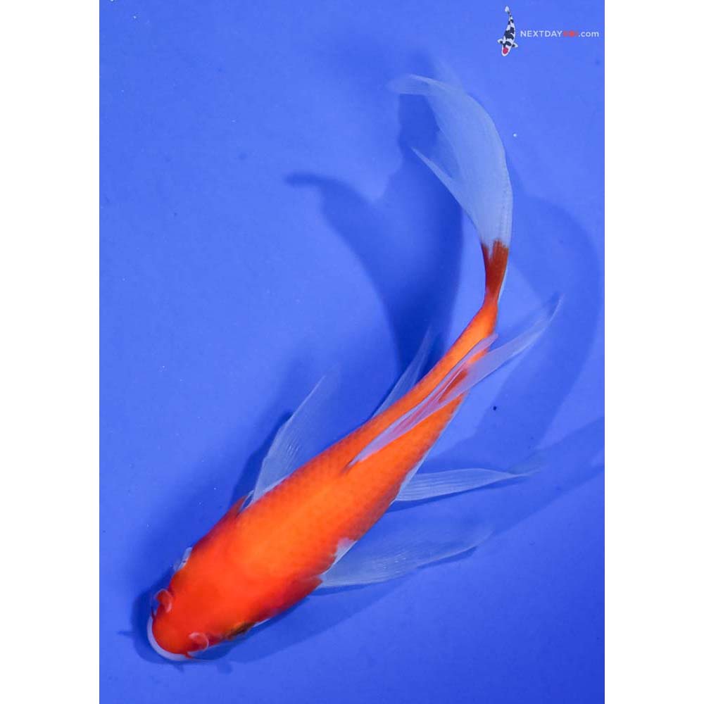5” Imported Kohaku Butterfly Koi