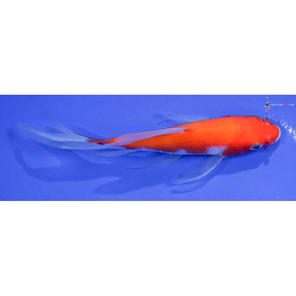 5” Imported Kohaku Butterfly Koi