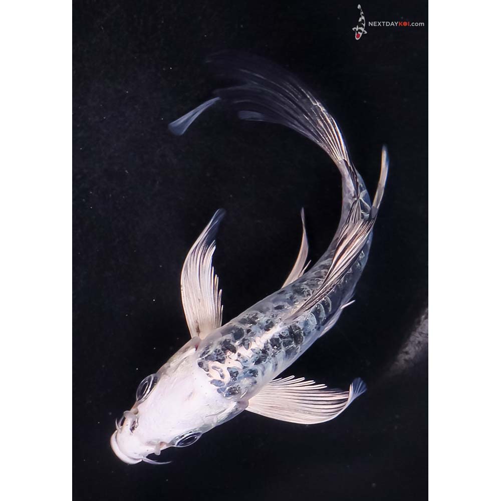 5” Imported Doitsu Blue Gin Shiro Bekko Butterfly Koi