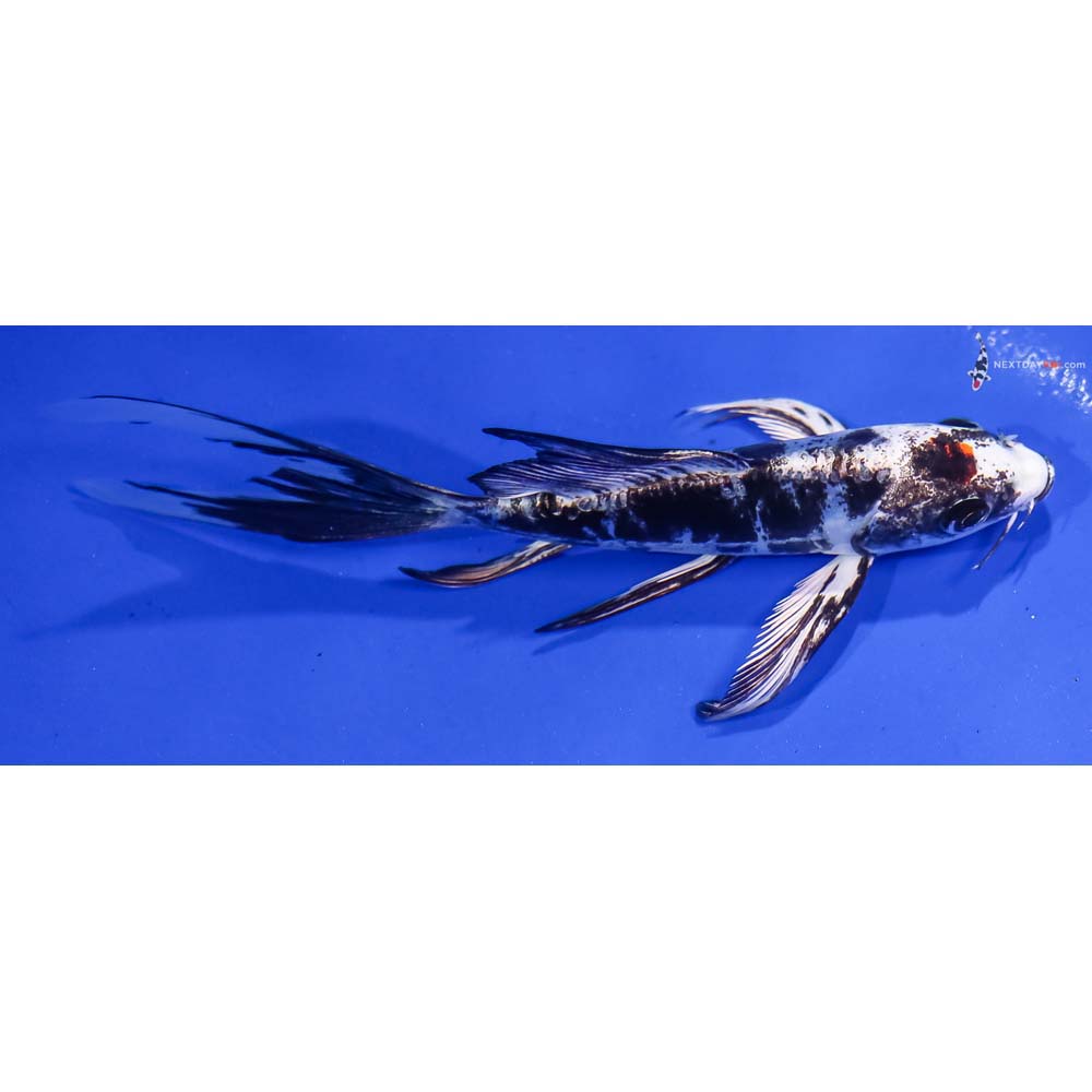 4.5” Imported Kin Kikokuryu Butterfly Koi