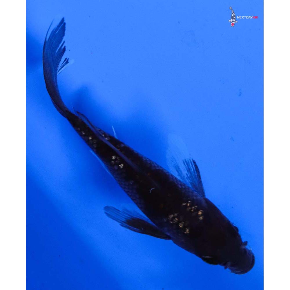 4” Imported Gin Rin Ochiba Shigure Butterfly Koi