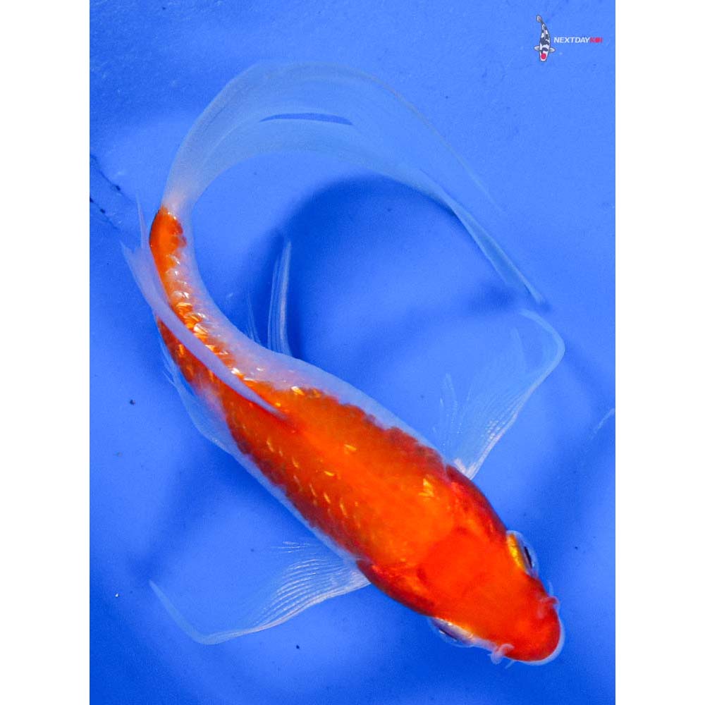 4” Imported Gin Rin Kohaku Butterfly Koi