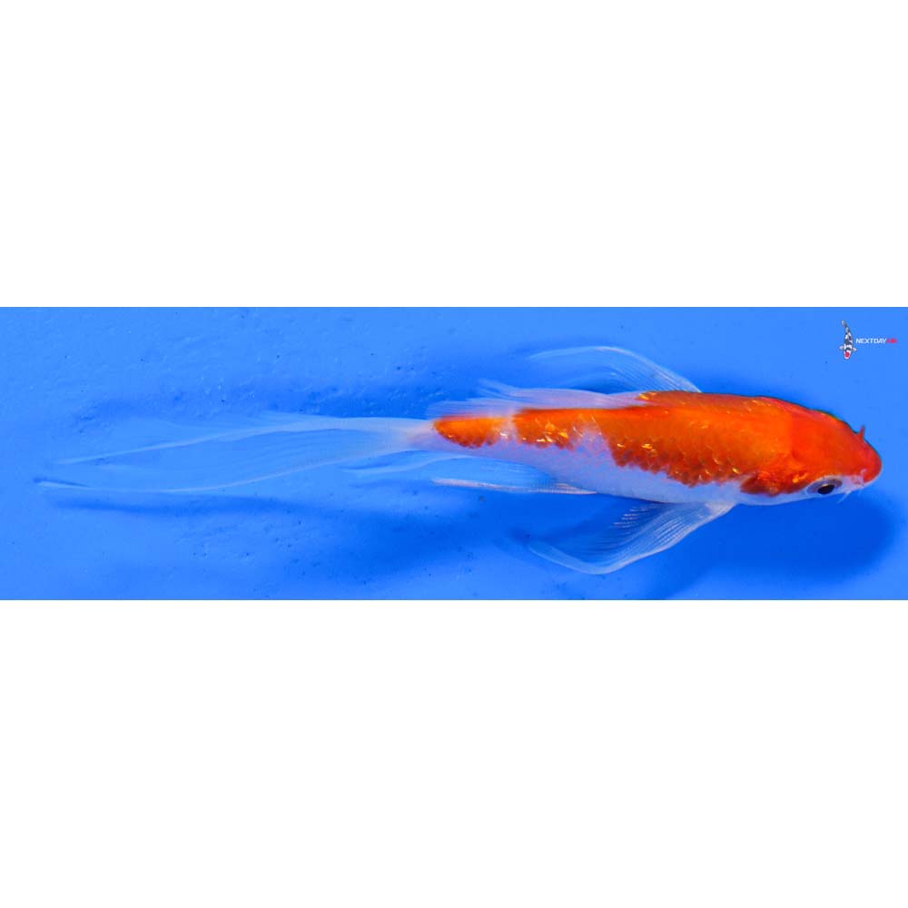 4” Imported Gin Rin Kohaku Butterfly Koi