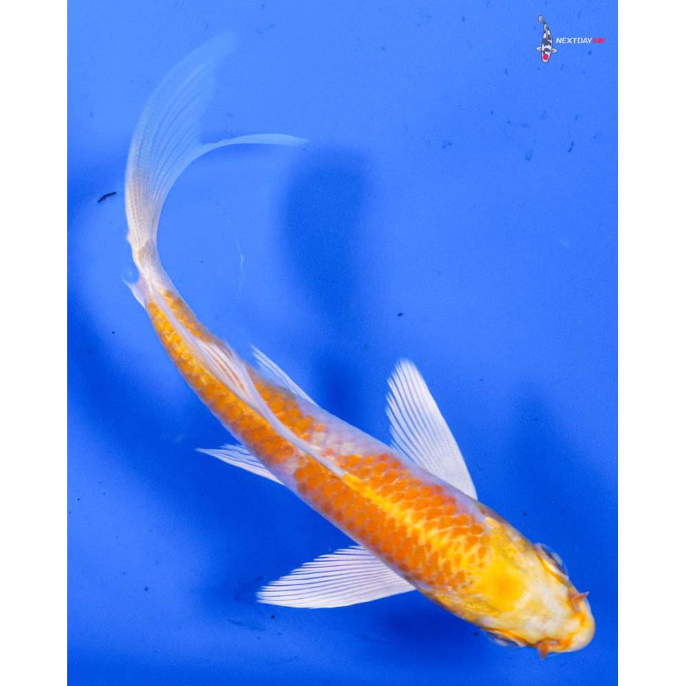 4” Imported Lemon Hariwake Butterfly Koi