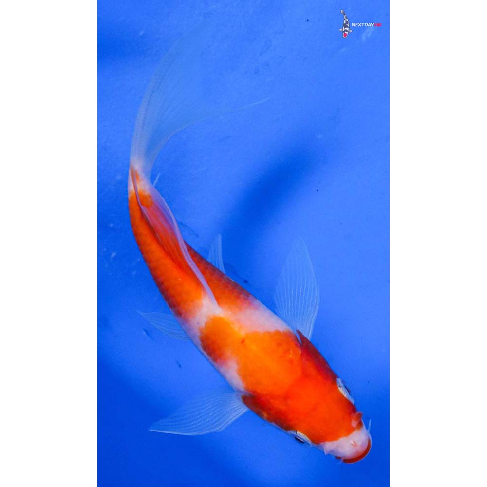 4” Imported Kohaku Butterfly Koi