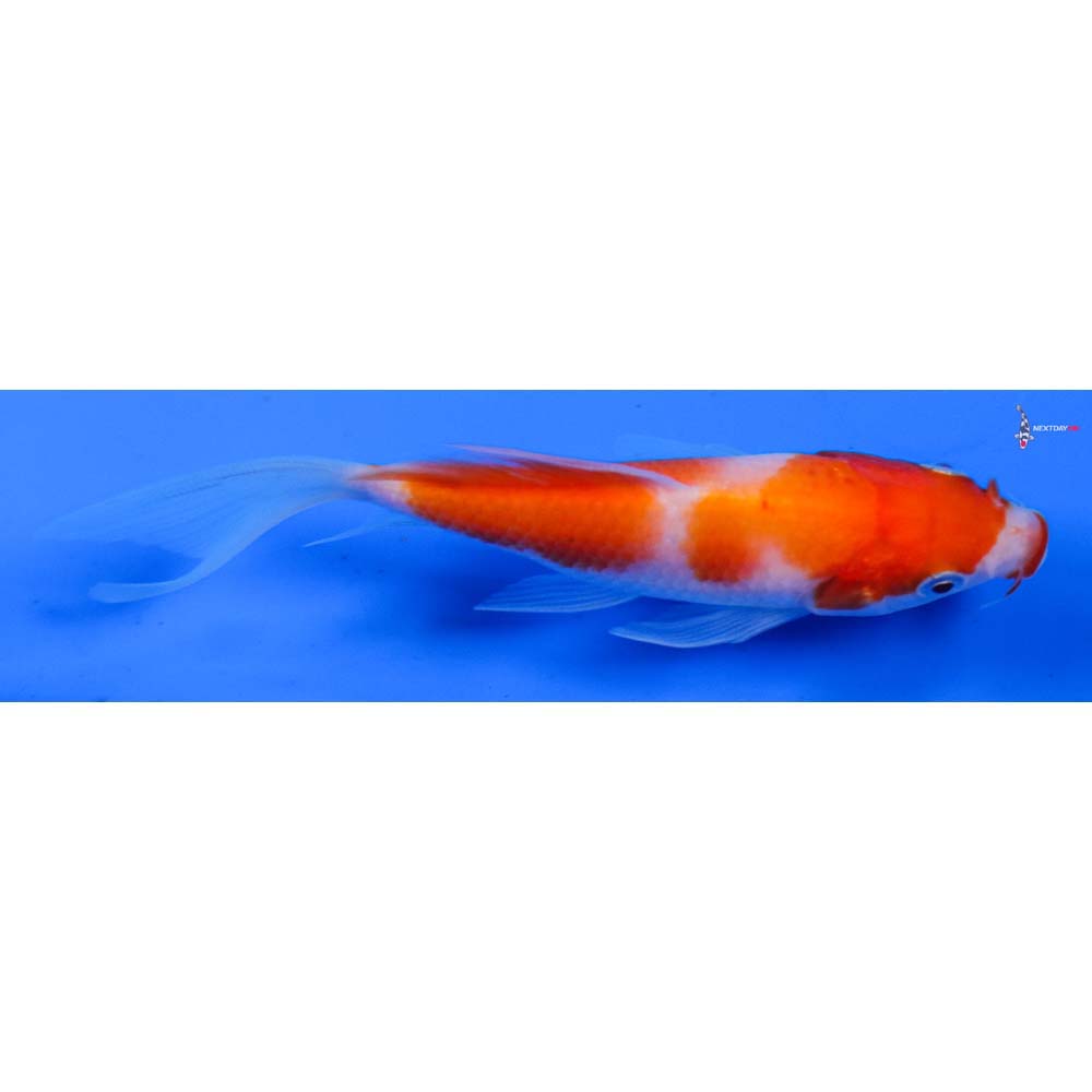 4” Imported Kohaku Butterfly Koi