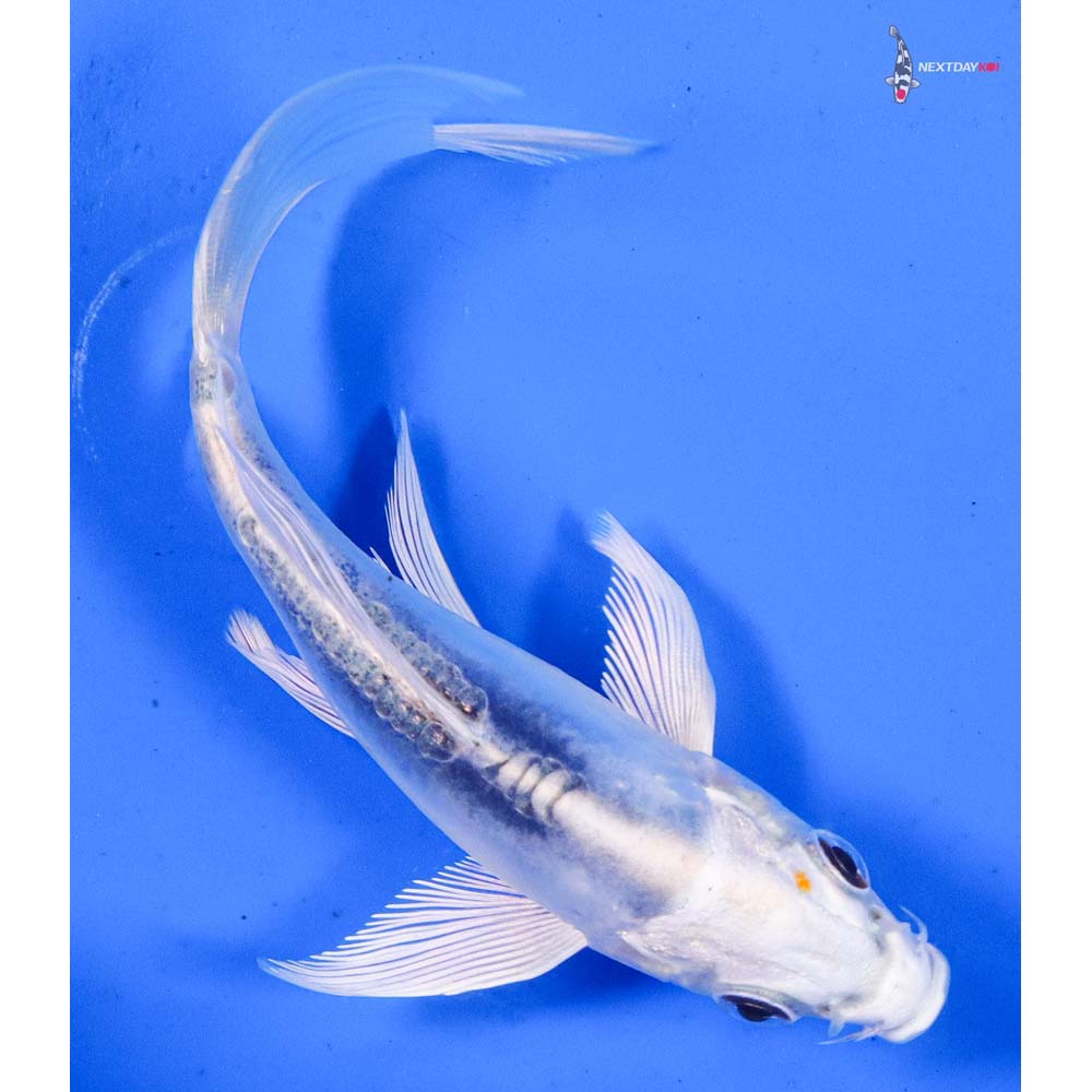 4” Imported Doitsu Blue Kujaku Butterfly Koi