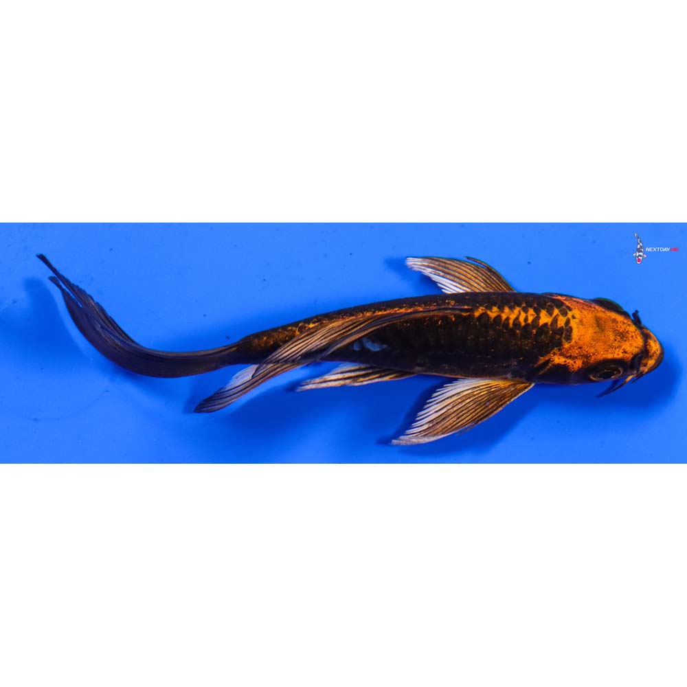 4” Imported Orenji Matsuba Butterfly Koi
