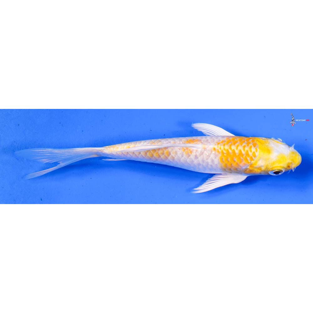 5” Imported Lemon Hariwake Butterfly Koi