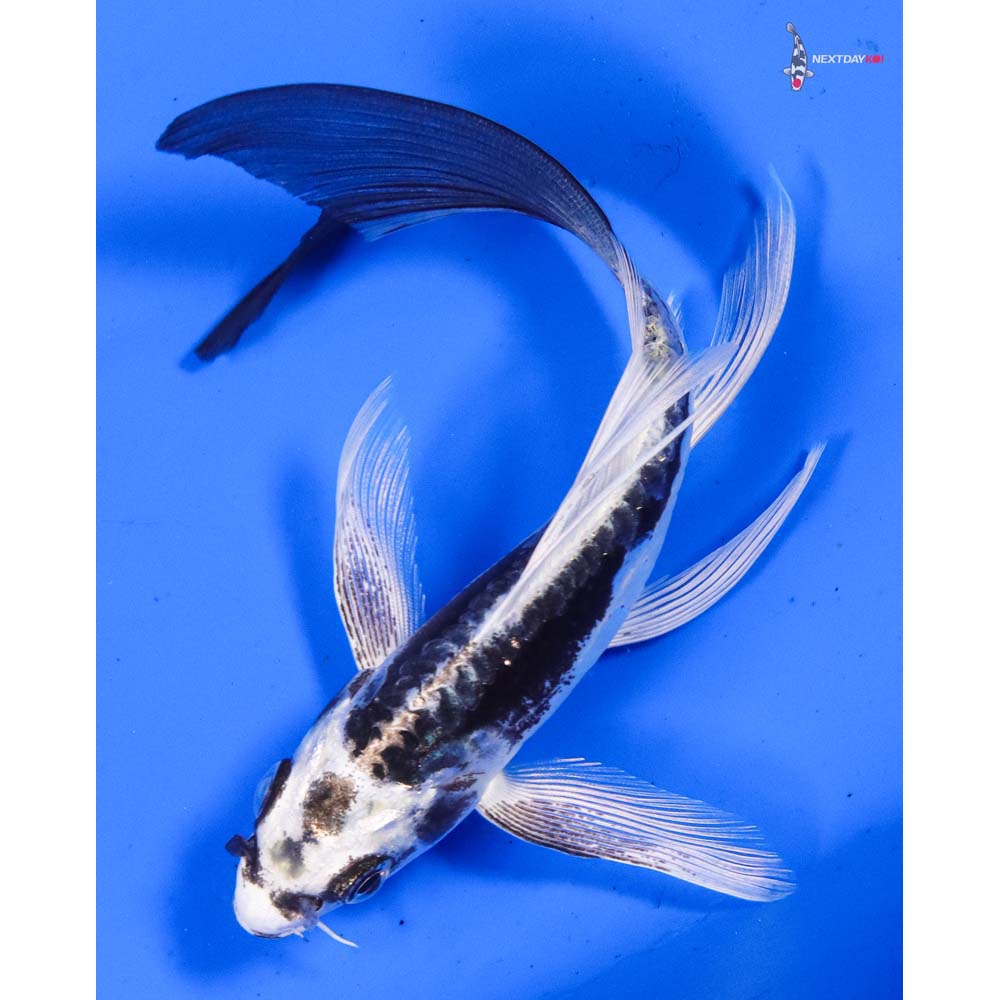 5” Imported Kikokuryu Butterfly Koi