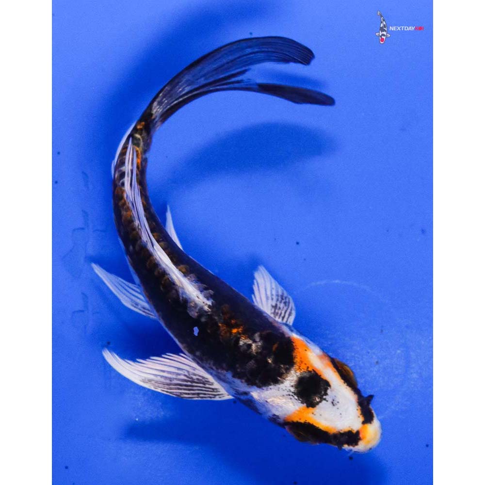 4” Imported Kin Kikokuryu Butterfly Koi
