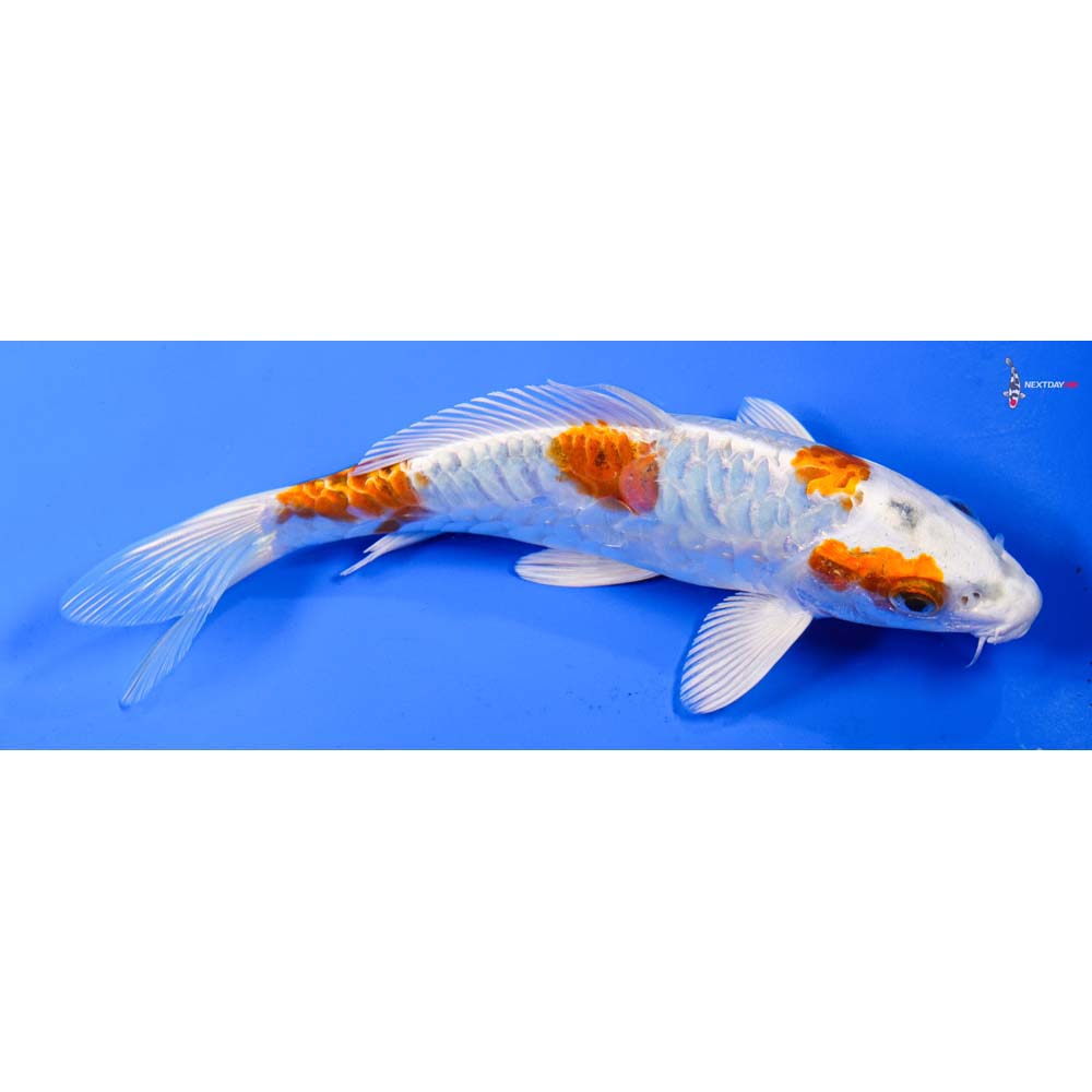 7” Imported Armor Scaled Hariwake