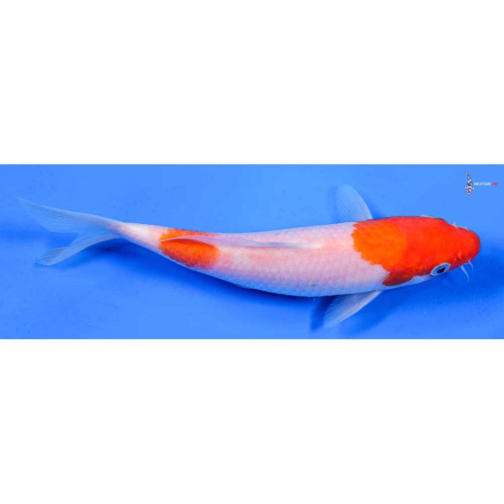 7” Imported Kohaku