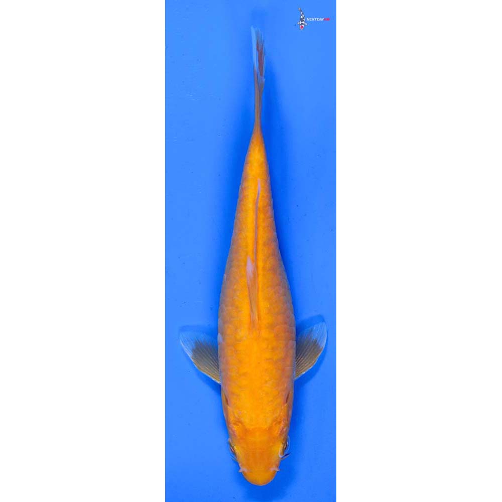 7” Imported Armor Scaled Chagoi