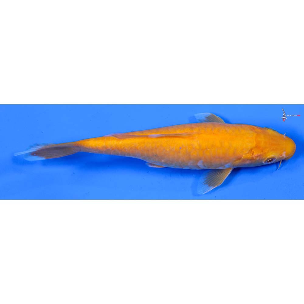 7” Imported Armor Scaled Chagoi