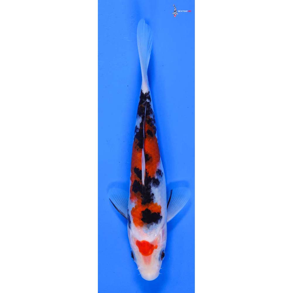 6.5” Imported Sanke