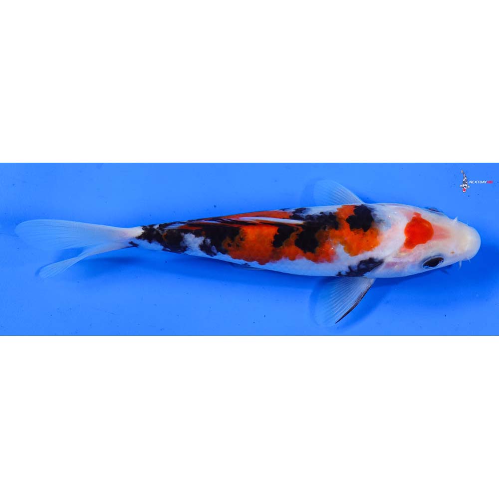 6.5” Imported Sanke