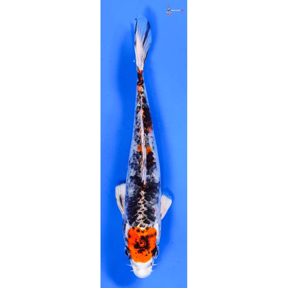 6.5” Imported Yamato Nishiki