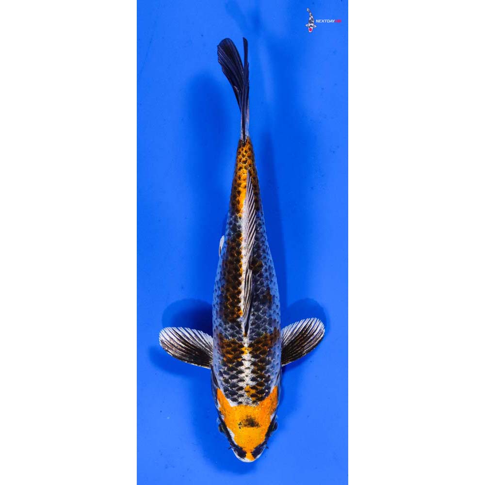 6.5” Imported Kujaku