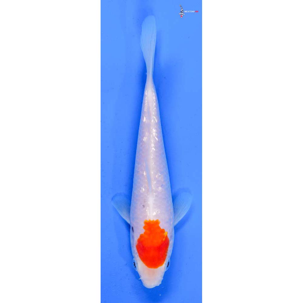 6” Imported Gin Rin Kohaku