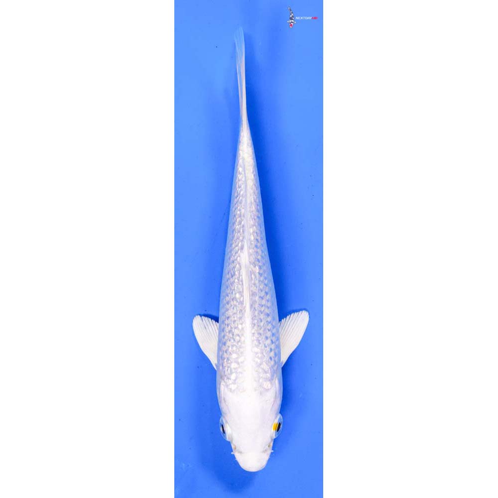 6” Imported Gin Rin Platinum Ogon