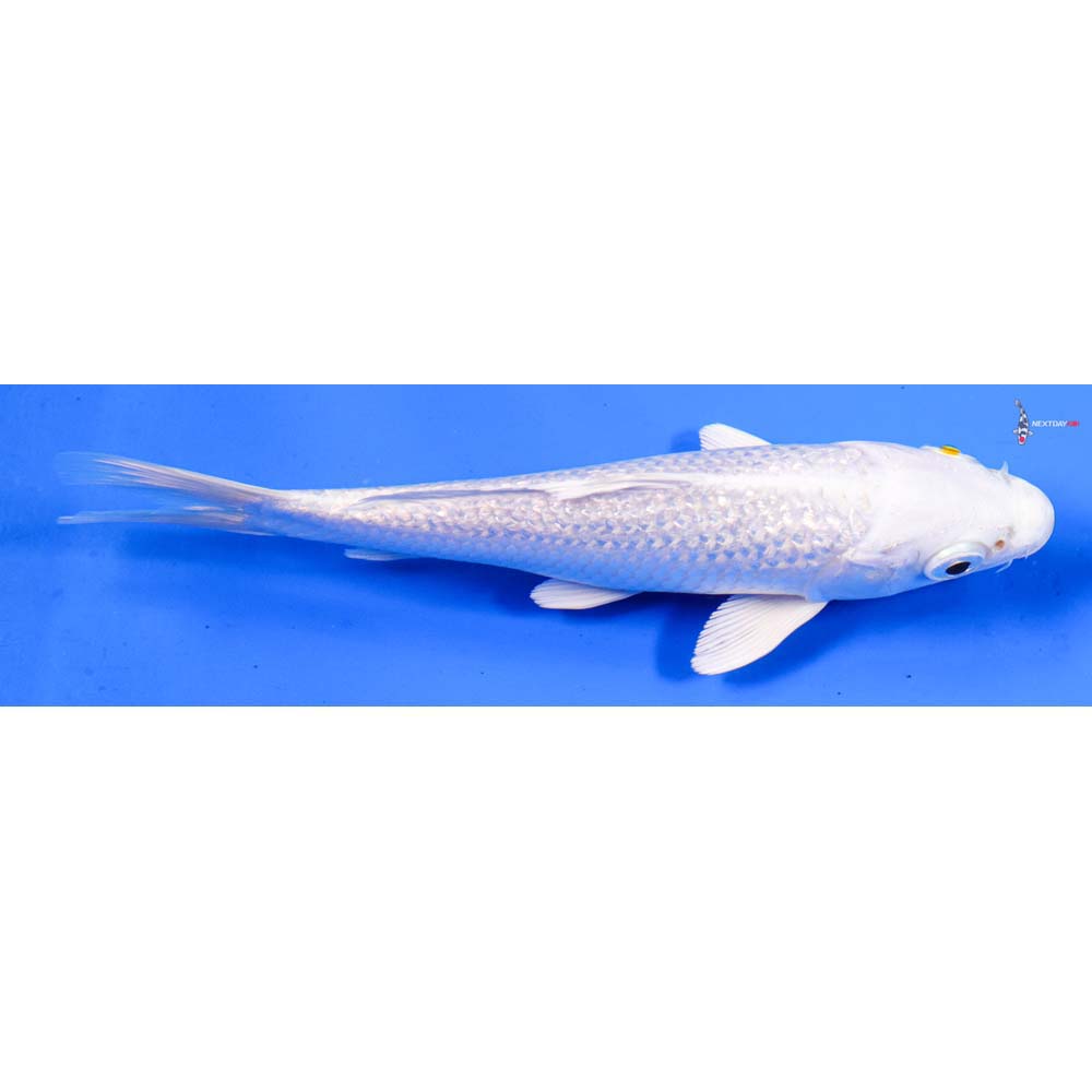 6” Imported Gin Rin Platinum Ogon