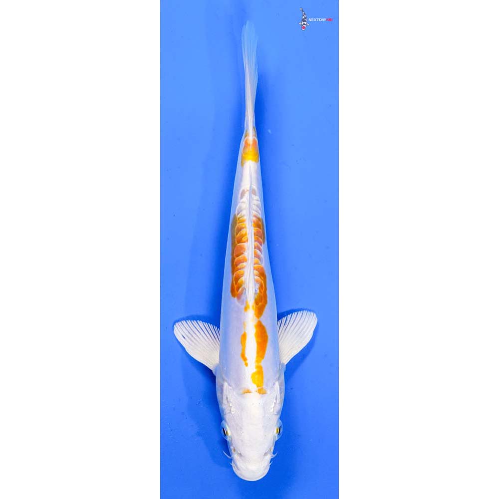 7.5” Imported Kikusui