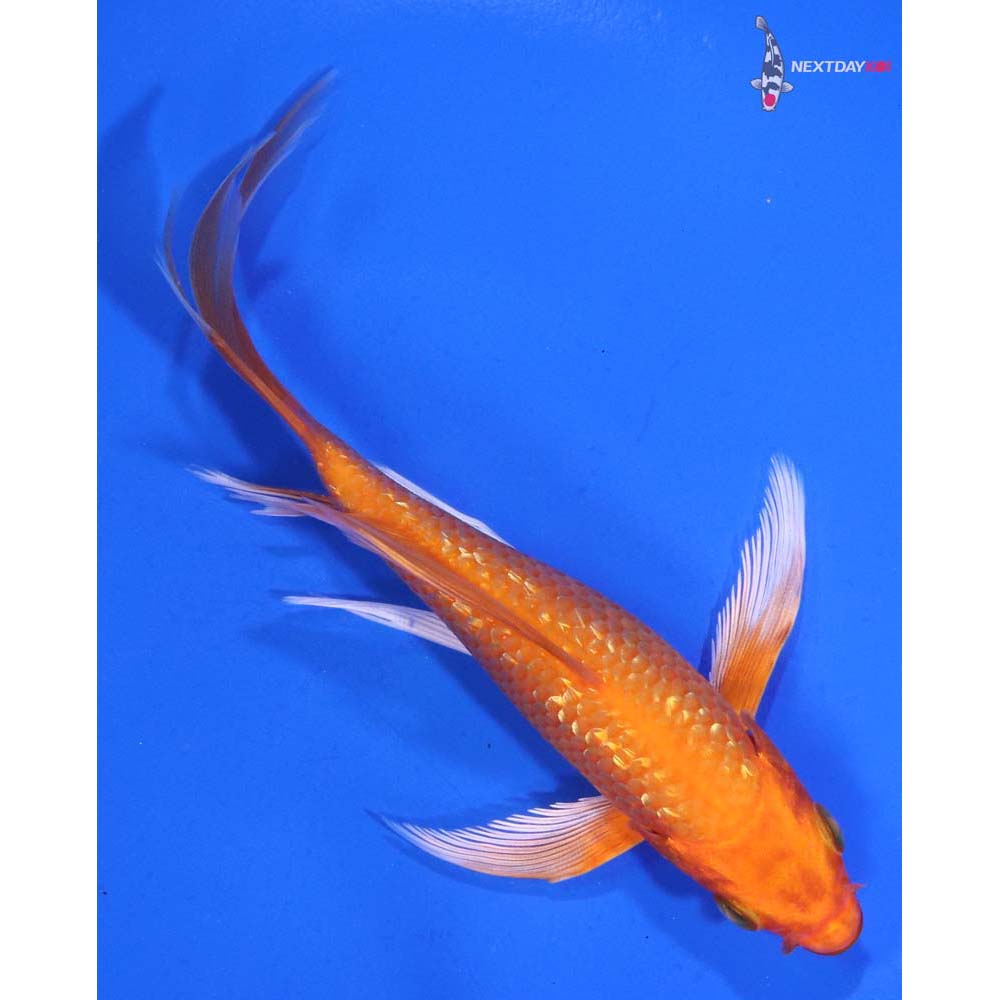 5.5” Imported Gin Rin Orenji Ogon Butterfly Koi