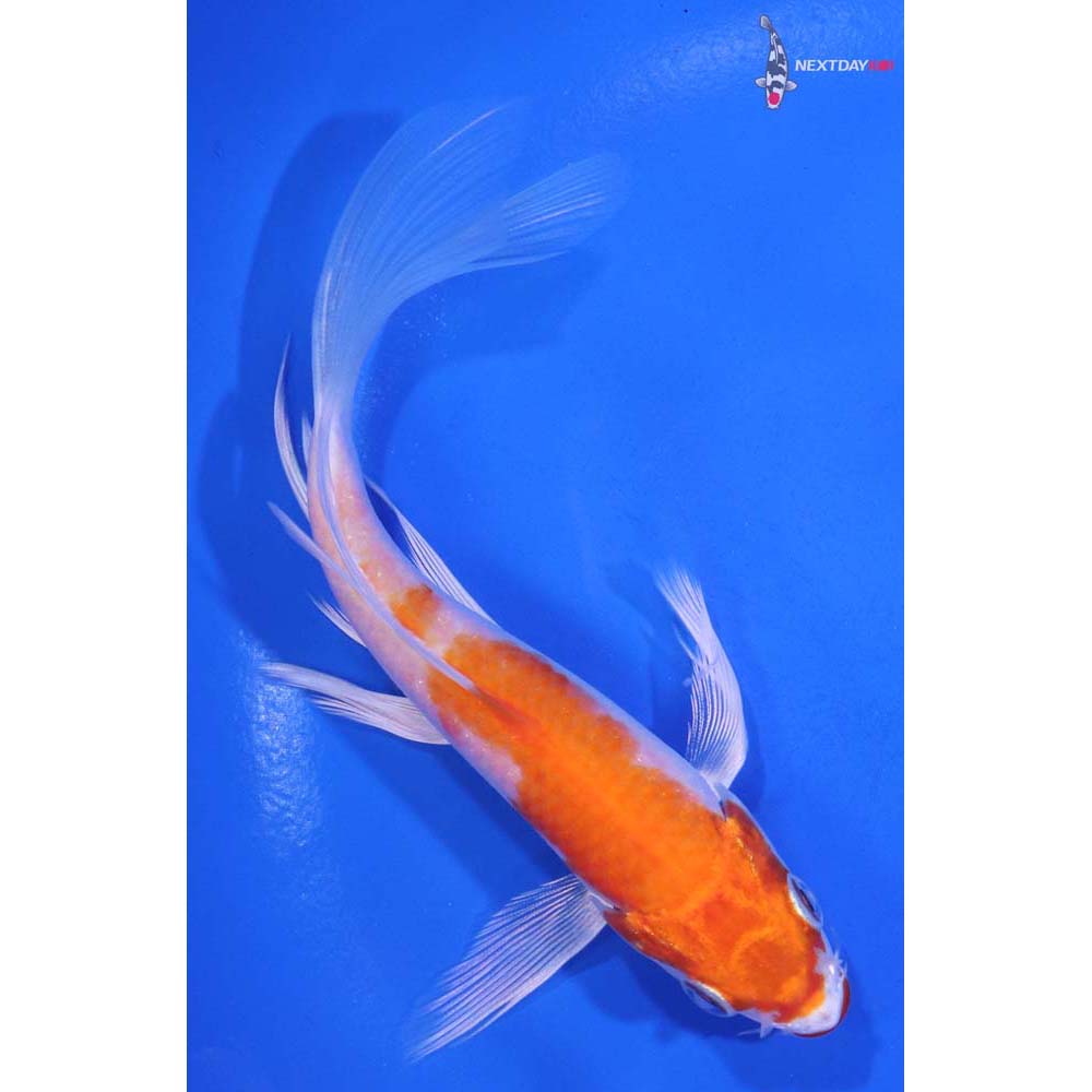 5.5” Imported Hariwake Butterfly Koi
