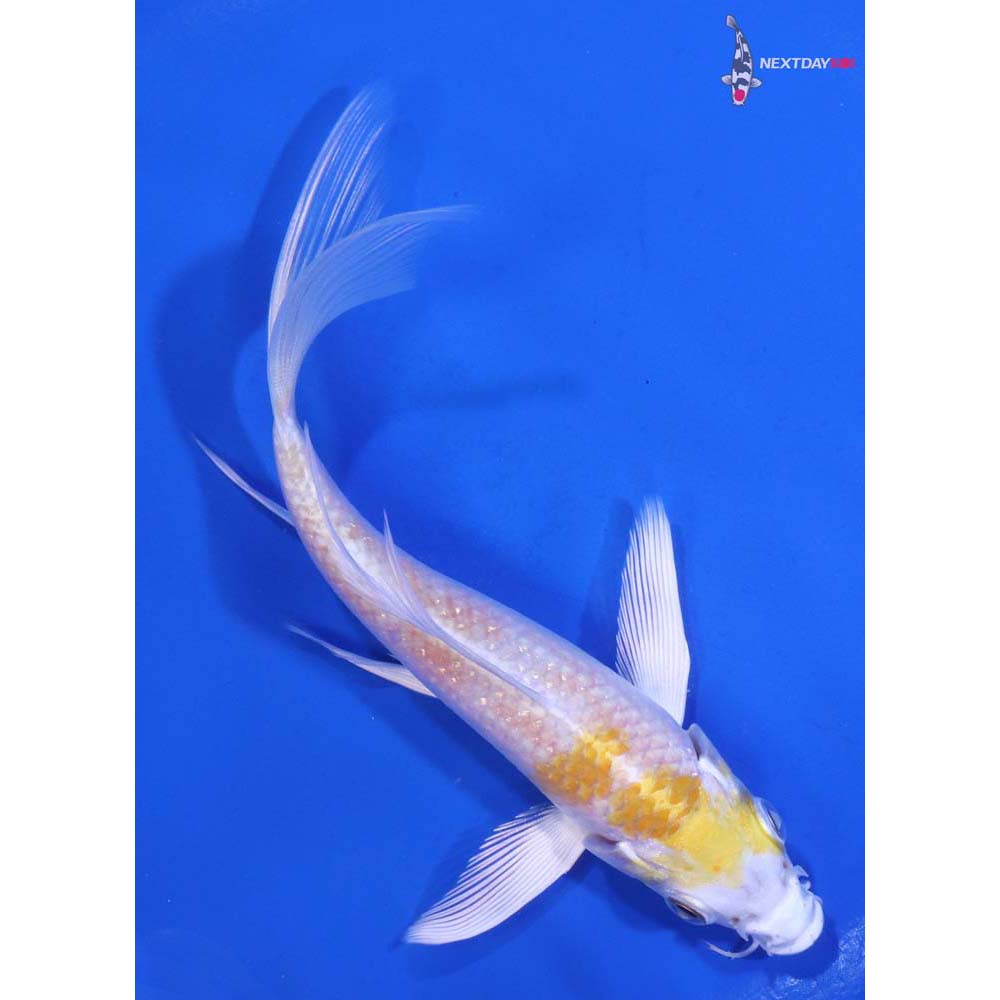 5.5” Imported Lemon Hariwake Butterfly Koi