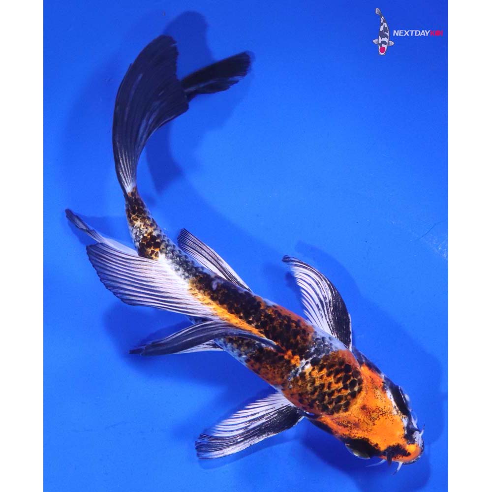 5.5” Imported Kujaku Butterfly Koi
