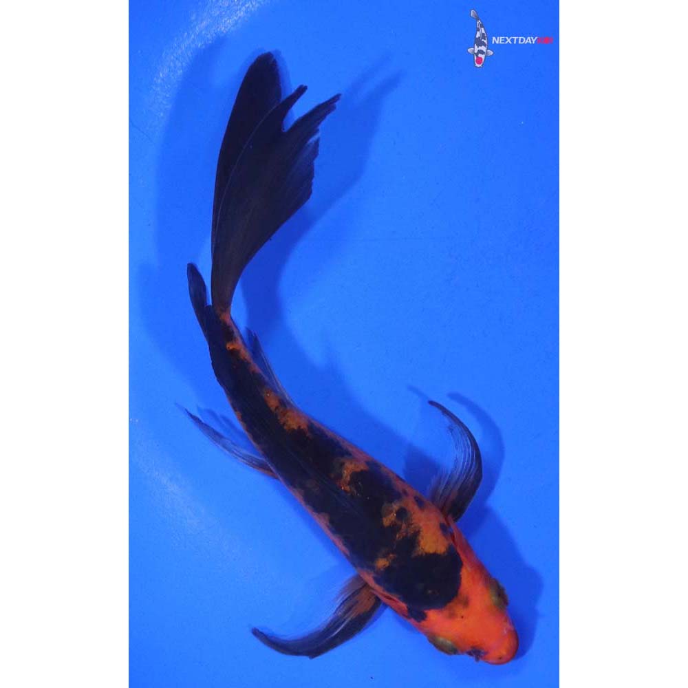 5.5” Imported Aka Bekko Butterfly Koi