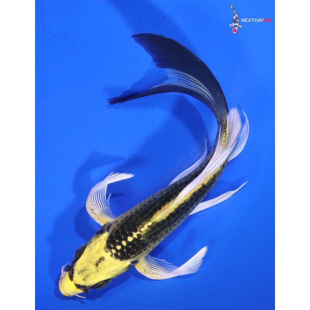5.5” Imported Ki Matsuba Butterfly Koi