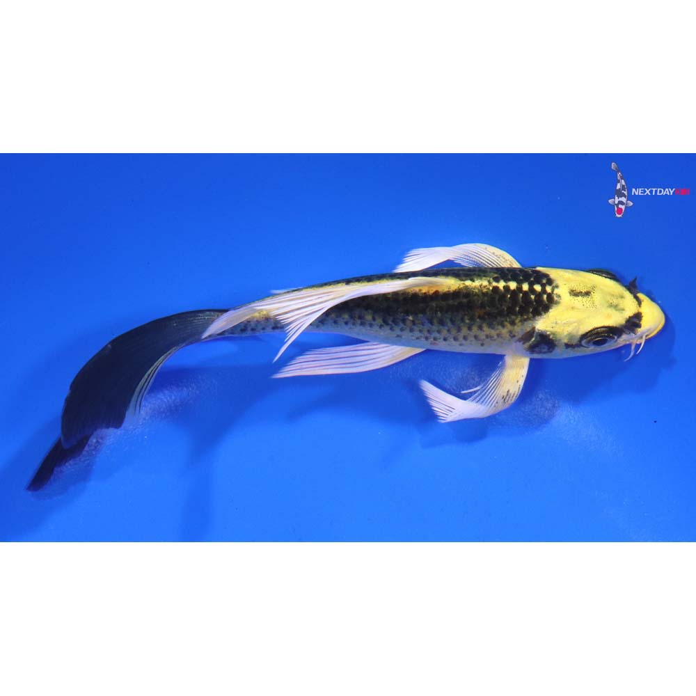 5.5” Imported Ki Matsuba Butterfly Koi