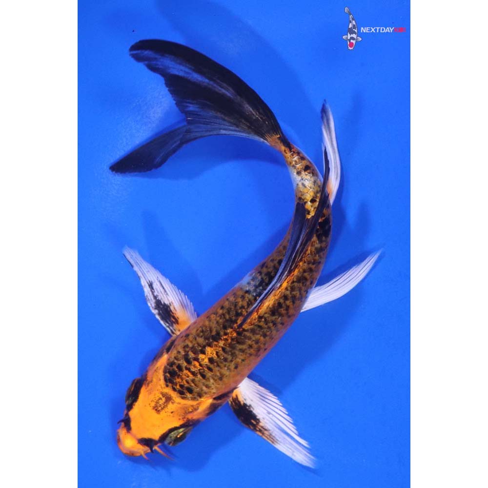 5.5” Imported Kujaku Butterfly Koi