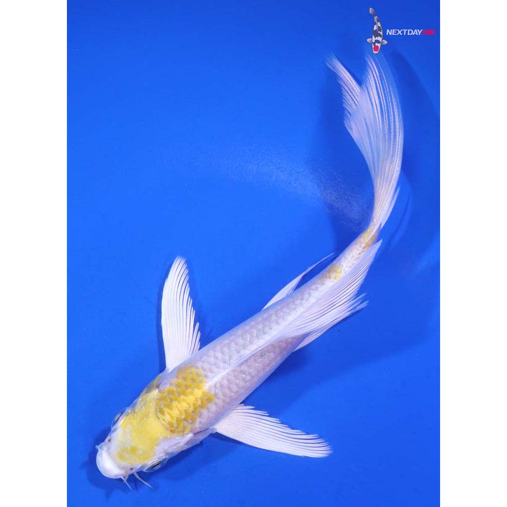 5.5” Imported Lemon Hariwake Butterfly Koi
