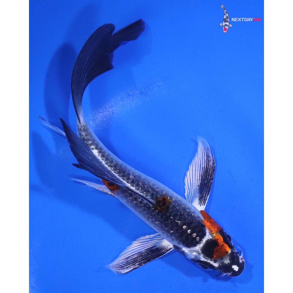5” Imported Kujaku Butterfly Koi