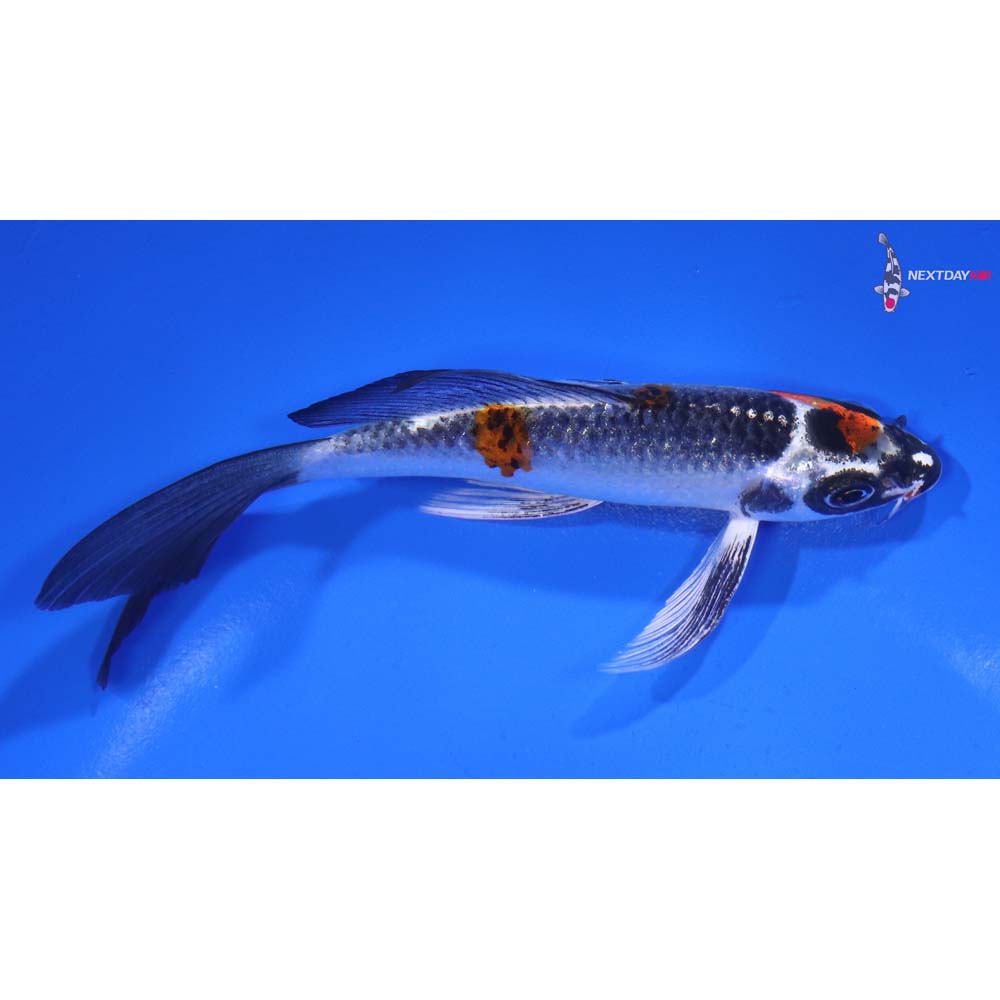 5” Imported Kujaku Butterfly Koi