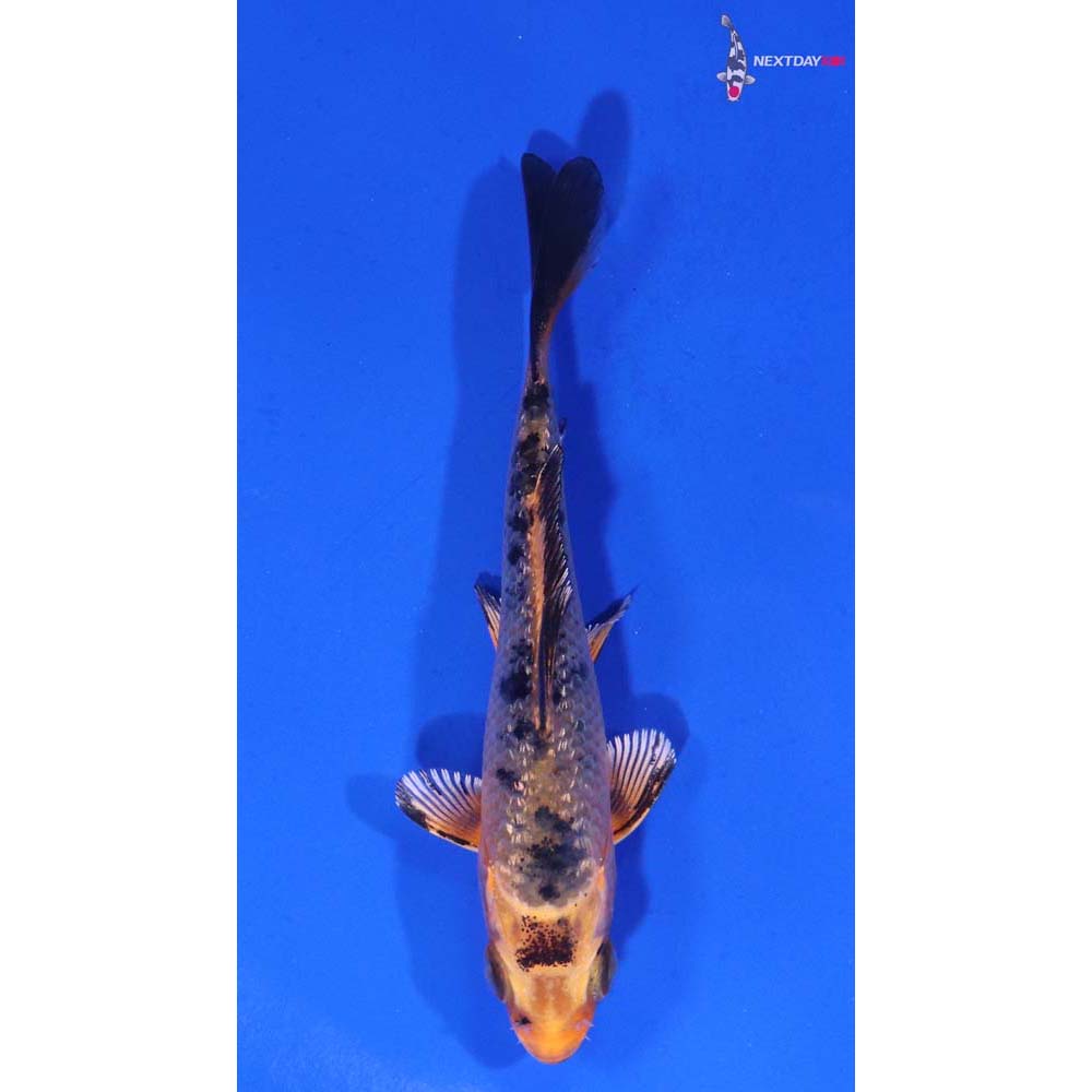 3” Imported Gin Rin Kin Aka Bekko