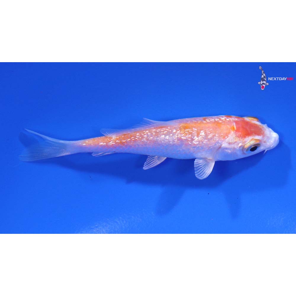 3” Imported Gin Rin Hariwake