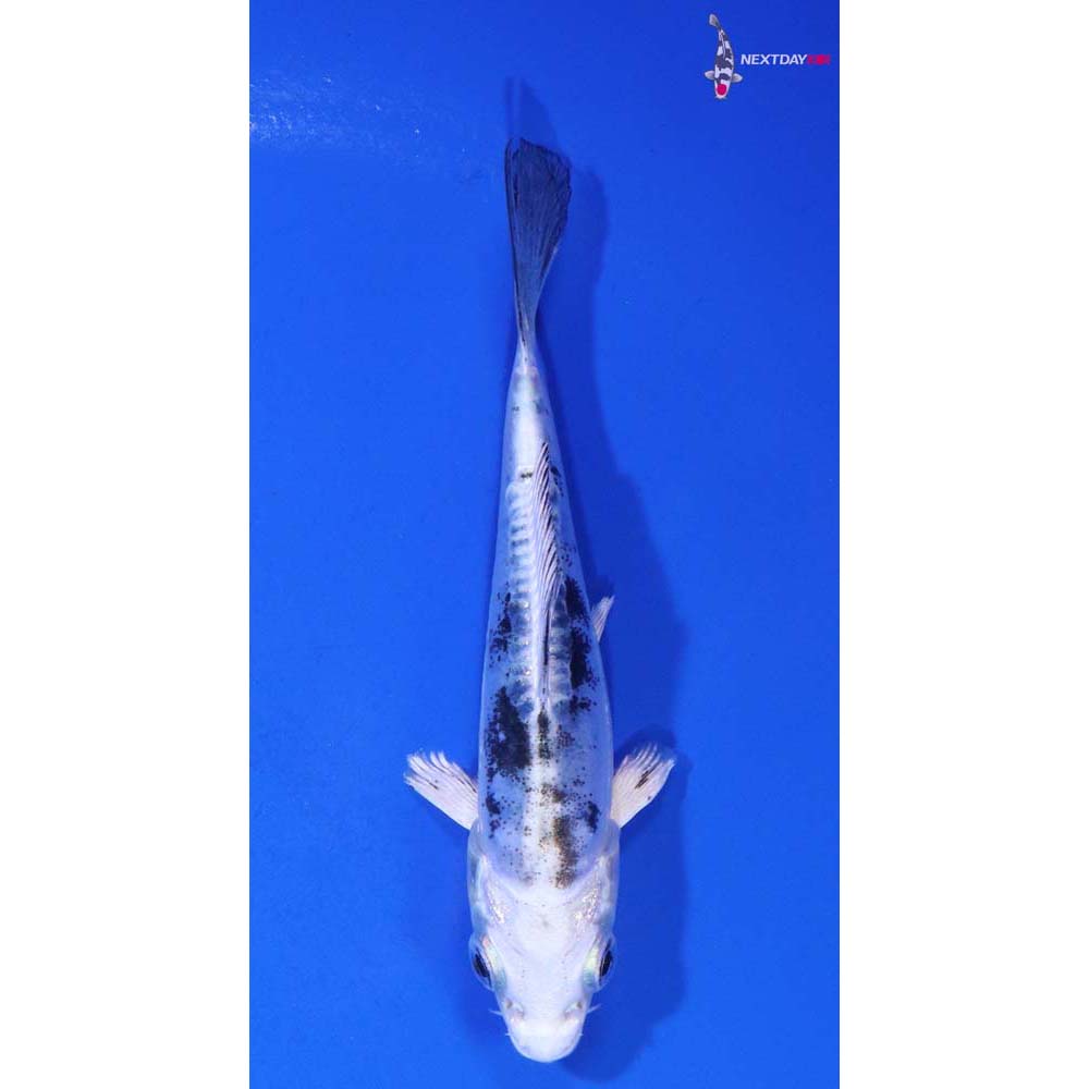 3.5” Imported Doitsu Gin Shiro Bekko