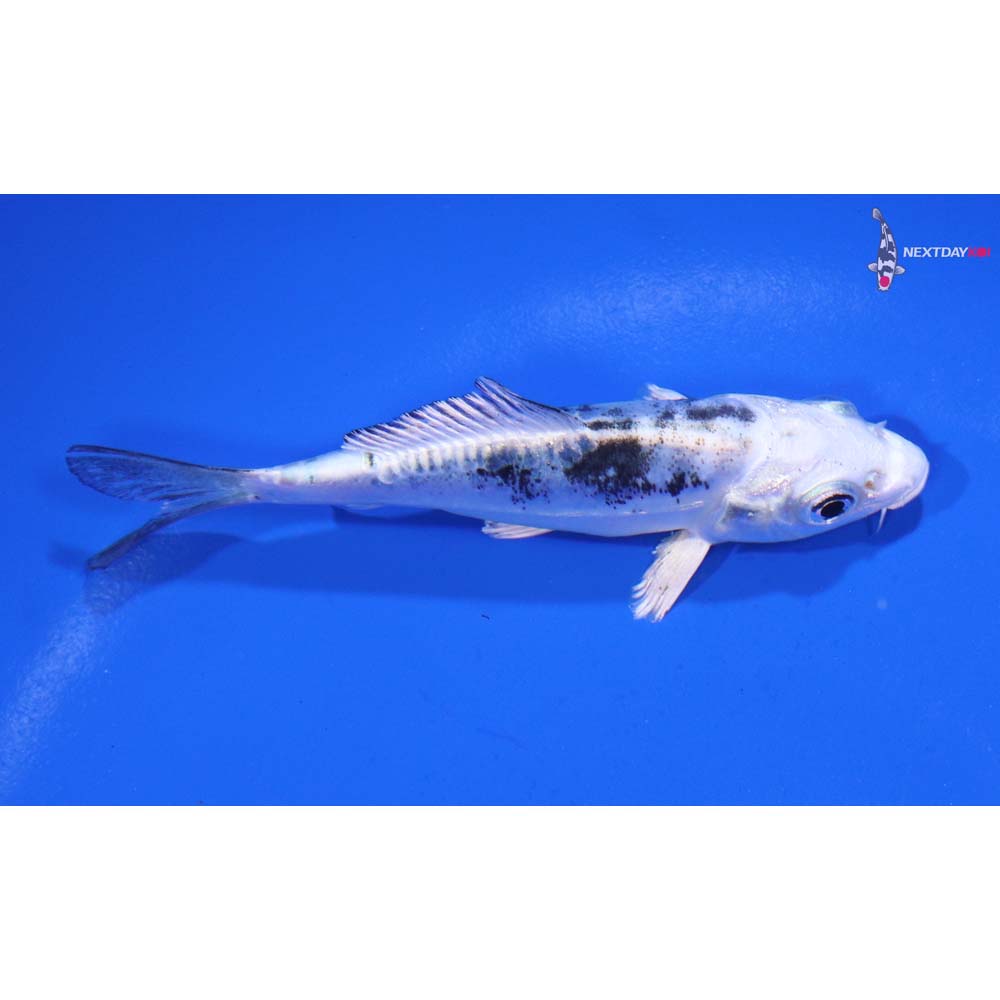 3.5” Imported Doitsu Gin Shiro Bekko