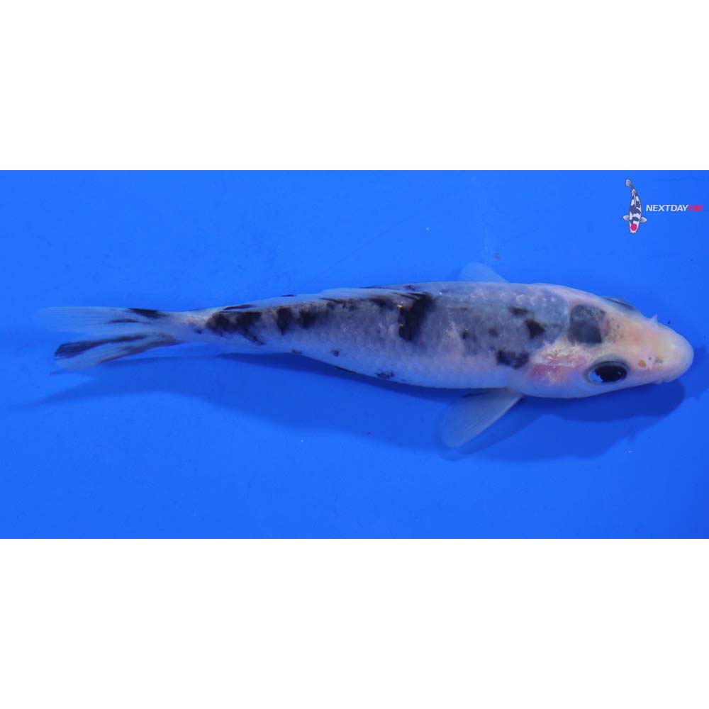 4” Imported Shiro Bekko