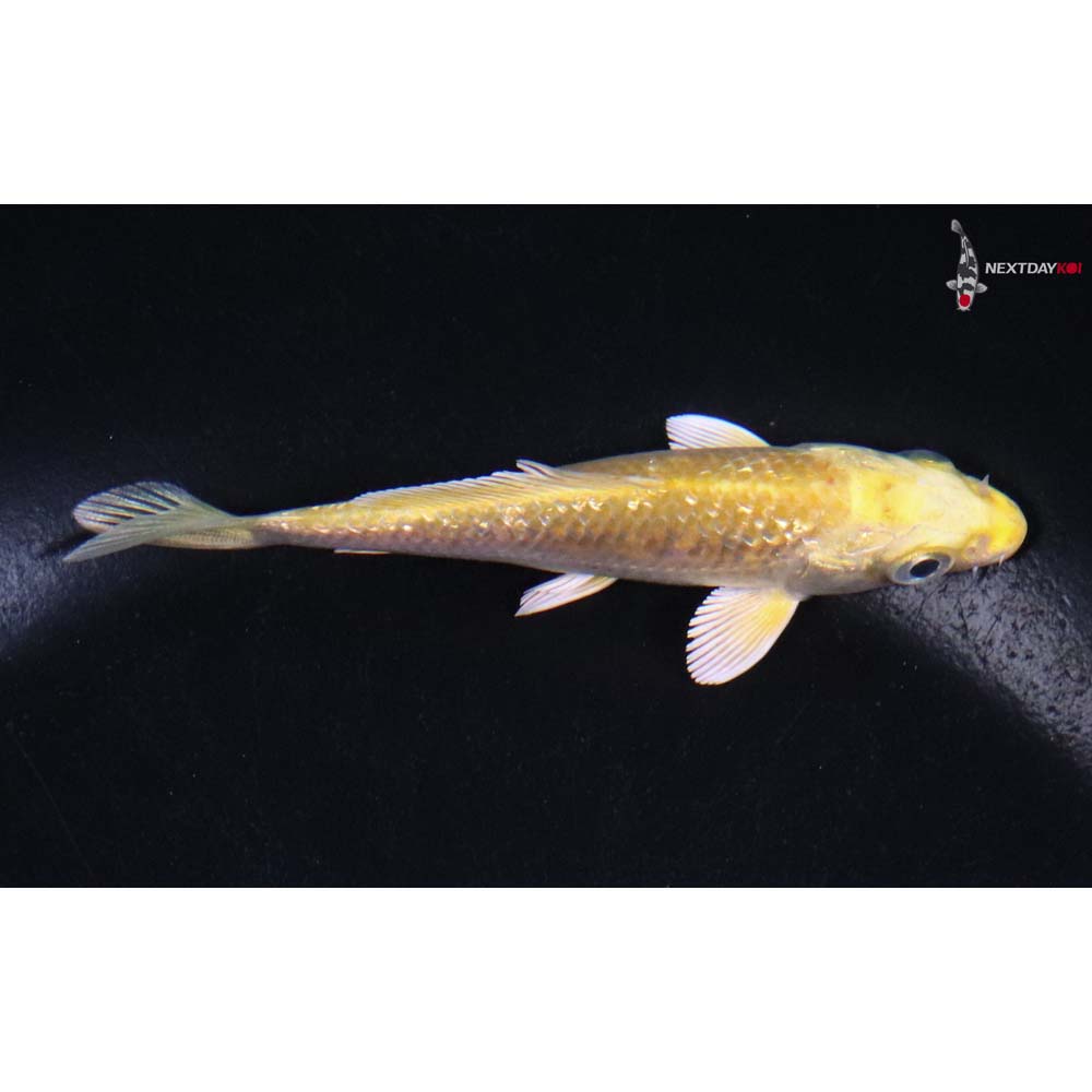 4” Imported Gin Rin Yamabuki Ogon